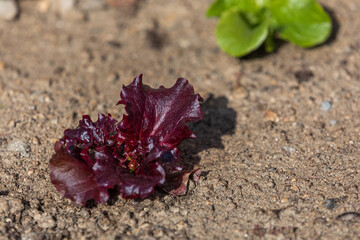 Red lettuce growing in the field. warm sunshine