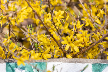 Yellow forsythia flowers herald spring. warm sunshine