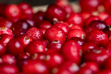 Red wild cranberries covered with drops of water