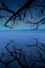 青白い薄明の湖畔の木の枝の風景