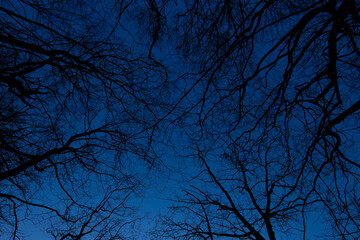 暗い青空を背景にした木々の枝のシルエット