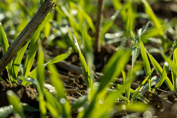 Winter wheat variety covered with dew drops