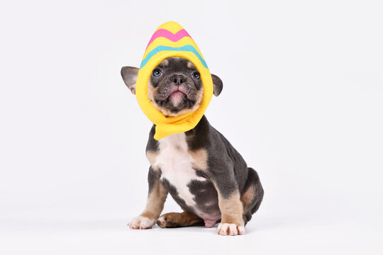 Funny Blue Tan French Bulldog dog puppy wearing Easter egg costume hat on white background