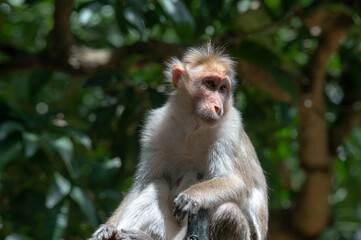Naklejka na ściany i meble Indian Rhesus Macaque Monkey Bannerghatta National Park, India