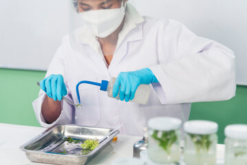 Biochemistry asian Scientist women working plants tissue culture biotechnology in science lab....