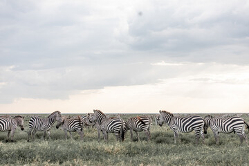Fototapeta na wymiar Wild nature of Africa. Zebras against mountains and clouds Safari in Ngorongoro Crater National park