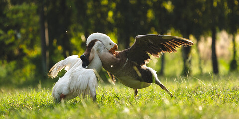 Couple fighting geese on the farm, two geese have a fierce battle on the grass of farm in Thailand, white geese on the green grass opened the wings attacking the lifting