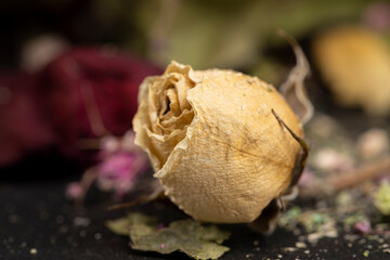 An old dry rose with crumbs from dry petals