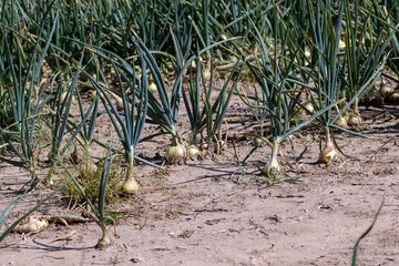 An agricultural field with a harvest of onions in the summer