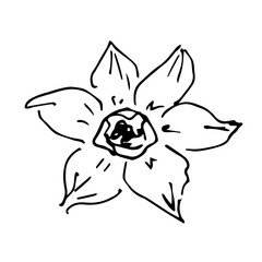 Simple hand-drawn vector black outline doodle style drawing. Narcissus flower isolated on white background. For spring summer seasonal design. Ink sketch.