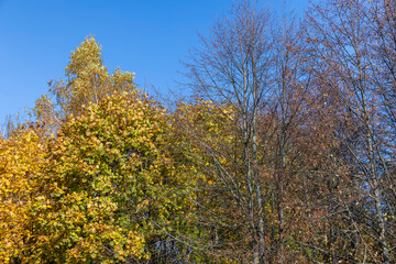 Trees with foliage falling in autumn