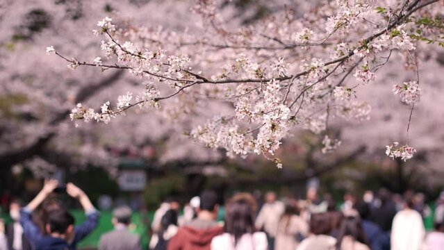 風に揺れる上野恩賜公園の桜とさくら通りを歩く人々（2023年3月）
