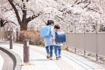 桜の下を歩く新一年生