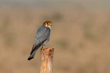 Red-necked falcon or Falco chicquera observed near Nalsarovar in Gujarat, India