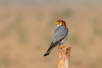 Red-necked falcon or Falco chicquera observed near Nalsarovar in Gujarat, India