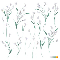 Collection of beautiful calla lily materials,