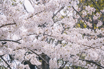 Cherry blossom in Japan
