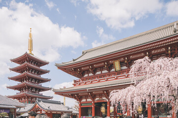Cherry blossom in front of Sensoji temple