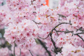 Cherry blossom in Japan
