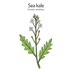 Seakale or crambe (Crambe maritima), edible and medicinal plant
