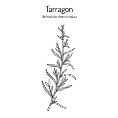 Tarragon (artemisia dracunculus), aromatic kitchen and medicinal herb