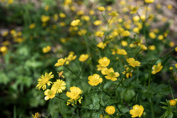 Meadow buttercups, yellow flower in green background