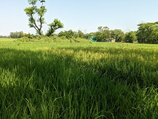 Obraz premium green field and sky