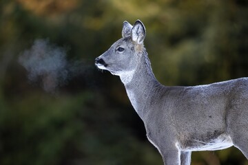 Roe deer with warm breath causing breath fumes in the air