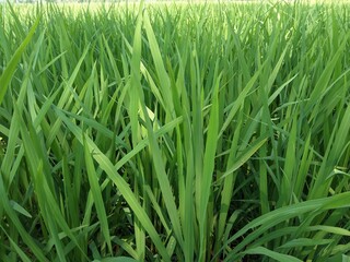 Obraz premium green grass in the wind