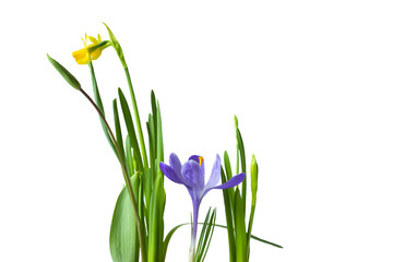 spring flowers yellow daffodils and crocus. . Isolate on white. PNG
