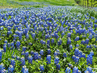 Texas Bluebonnets on a Fence Line