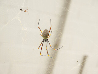 Golden Orb From Above