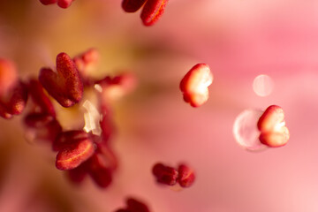 Flower of peach. Close-up photography. Macro-shot.