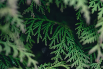 Natural background, texture of a coniferous tree branch.
