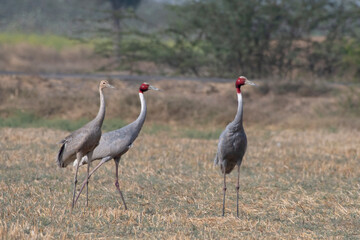 Sarus crane or Antigone antigone observed near Nalsarovar in Gujarat, India