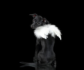 Cute black greyhound puppy with wings on his back