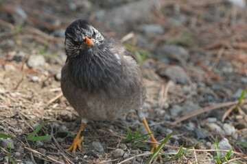 starling on a ground