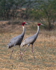 Sarus crane or Antigone antigone observed near Nalsarovar in Gujarat, India