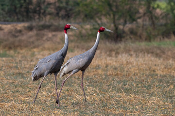Sarus crane or Antigone antigone observed near Nalsarovar in Gujarat, India