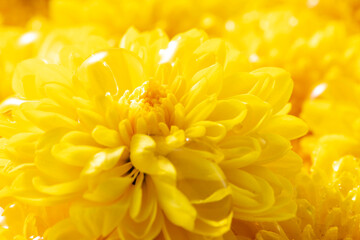 黄色くて小さい菊の花