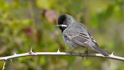 Fototapeta premium Rüppell`s Warbler on a branch 