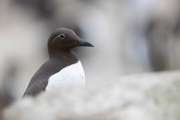 The common murre or common guillemot  with the white ring around the eye (Uria aalge aalge ).