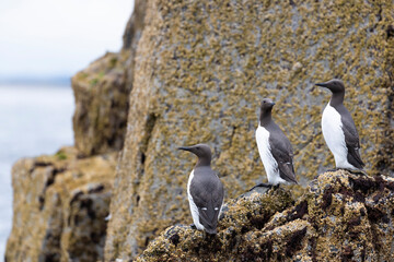 The common murre or common guillemot on the cliff in scotland.