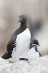 The common murre or common guillemot with chick on the scottish cliffs.