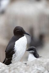 The common murre or common guillemot with chick on the scottish cliffs.