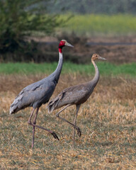 Sarus crane or Antigone antigone observed near Nalsarovar in Gujarat, India