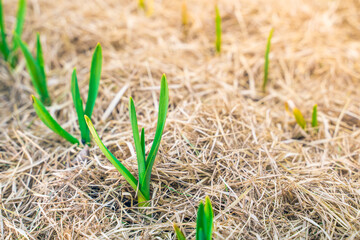 The first garlic sprouts sprouted through the mulch in the garden bed. Mulching with dry grass...