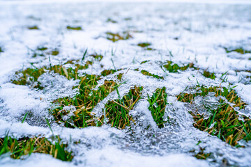 Lawn after winter under melting snow. Grass sprouts in the spring after a snowfall. Waking up plants after warming