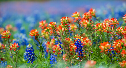 Texas Wildflowers © Nuwan