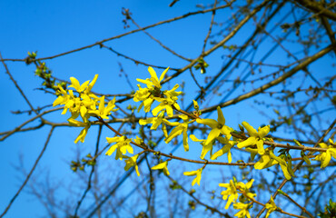 Yellow blossom tree branch on blurred blue sky background. Minimal horizontal composition, springtime natural beauty concept